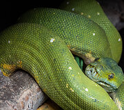 &bdquo;Ogmios mieste&ldquo; įsikūrusį &bdquo;Zoopark&ldquo; kiekvienas aplankyti galės nemokamai: sąlygos &ndash; itin paprastos