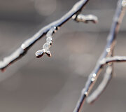 Žiemos &scaron;alčiai