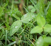 Lietaus kupinas antradienis