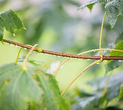 Lietaus kupinas antradienis