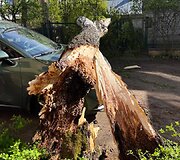 Gūsingo vėjo padariniai: Vilniaus Nočios g. ant ma&scaron;inos užvirto ilgametis beržas