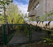 Gūsingo vėjo padariniai: Vilniaus Nočios g. ant ma&scaron;inos užvirto ilgametis beržas