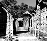 Au&scaron;vicas