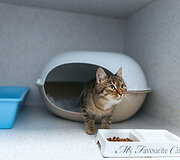 PetCity katė