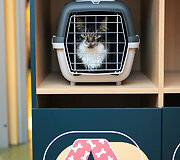 PetCity katė