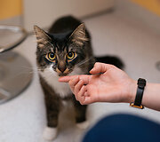PetCity katė