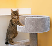 PetCity katė