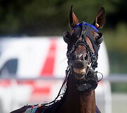 &bdquo;Derby&ldquo; ir &bdquo;Kriterium&ldquo; finale 8 ristūnai žirgai pagerino savo rezultatus
