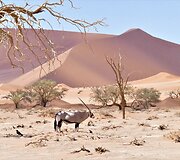 Namibija. Kuo džiugina gyvenimas dykumoje?