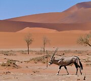 Namibija. Kuo džiugina gyvenimas dykumoje?