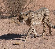 Namibija. Kuo džiugina gyvenimas dykumoje?