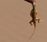 Namibija. Kuo džiugina gyvenimas dykumoje?