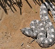 Namibija. Kuo džiugina gyvenimas dykumoje?