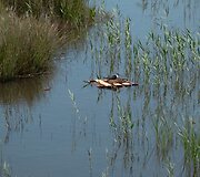 Strandžos laukinės gamtos stovykla