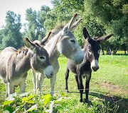 Velky-Lel laukinės gamtos stovykla
