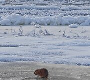 IMG_20260120_103319