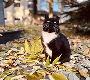 I&scaron; benamystės i&scaron;gelbėta katė Murksė