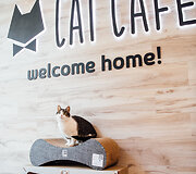 &bdquo;Cat Cafe&ldquo; &ndash; daugiau nei kavinė: unikalus socialinis verslas, kuriantis vertę investuotojams