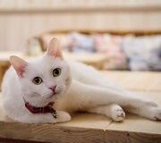 &bdquo;Cat Cafe&ldquo; &ndash; daugiau nei kavinė: unikalus socialinis verslas, kuriantis vertę investuotojams