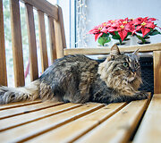 &bdquo;Cat Cafe&ldquo; &ndash; daugiau nei kavinė: unikalus socialinis verslas, kuriantis vertę investuotojams