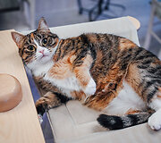 &bdquo;Cat Cafe&ldquo; &ndash; daugiau nei kavinė: unikalus socialinis verslas, kuriantis vertę investuotojams