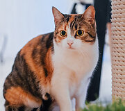 &bdquo;Cat Cafe&ldquo; &ndash; daugiau nei kavinė: unikalus socialinis verslas, kuriantis vertę investuotojams