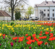 Tulpių ir pavasario gėlių žydėjimo pikas Pakruojo dvare 