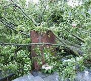 Praūžusi audra nusiaubė ir Panevėžio kapines