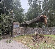 Vilniuje vėjas i&scaron;laužė medį: nuvirto ant senųjų lenkų kapinių