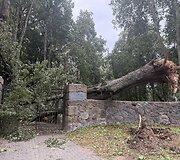 Vilniuje vėjas i&scaron;laužė medį: nuvirto ant senųjų lenkų kapinių