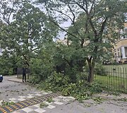Vėjo nuverstas klevas Lū&scaron;ių g., Žvėryne, Vilniuje