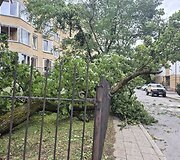 Vėjo nuverstas klevas Lū&scaron;ių g., Žvėryne, Vilniuje