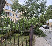Vėjo nuverstas klevas Lū&scaron;ių g., Žvėryne, Vilniuje