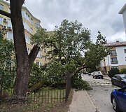 Vėjo nuverstas klevas Lū&scaron;ių g., Žvėryne, Vilniuje