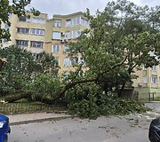 Vėjo nuverstas klevas Lū&scaron;ių g., Žvėryne, Vilniuje