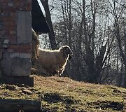 Potvynis &Scaron;ilutėje