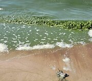 Baltijos jūros vandens &bdquo;žydėjimas&ldquo;