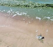 Baltijos jūros vandens &bdquo;žydėjimas&ldquo;