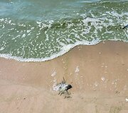 Baltijos jūros vandens &bdquo;žydėjimas&ldquo;