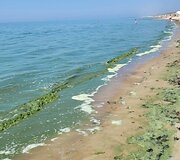 Baltijos jūros vandens &bdquo;žydėjimas&ldquo;