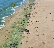 Baltijos jūros vandens &bdquo;žydėjimas&ldquo;
