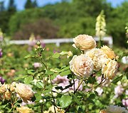 IMG_7054