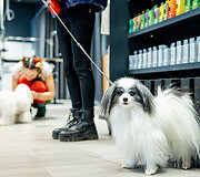 Į &bdquo;Ogmios miestą&ldquo; su savo augintiniais rinkosi garsūs &scaron;alies veidai: dalyvavo &bdquo;Tauro grooming & Skin Care&ldquo; &scaron;uniukų &scaron;ventėje ir minėjo ypatingą progą  