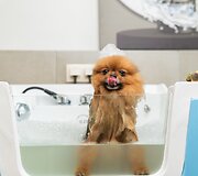 Į &bdquo;Ogmios miestą&ldquo; su savo augintiniais rinkosi garsūs &scaron;alies veidai: dalyvavo &bdquo;Tauro grooming & Skin Care&ldquo; &scaron;uniukų &scaron;ventėje ir minėjo ypatingą progą  