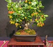 K.Ptakausko bonsai menas