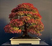 K.Ptakausko bonsai menas