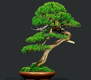 K.Ptakausko bonsai menas