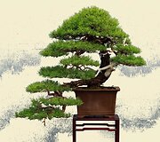 K.Ptakausko bonsai menas