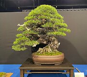 K.Ptakausko bonsai menas