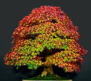 K.Ptakausko bonsai menas